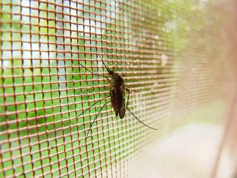 Mantén a los mosquitos fuera de casa