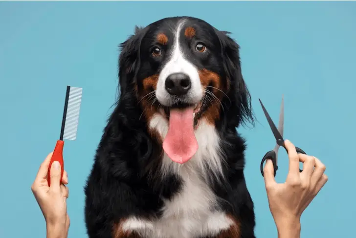 Consejos para el Cuidado de tus Mascotas — Casas en Valladolid