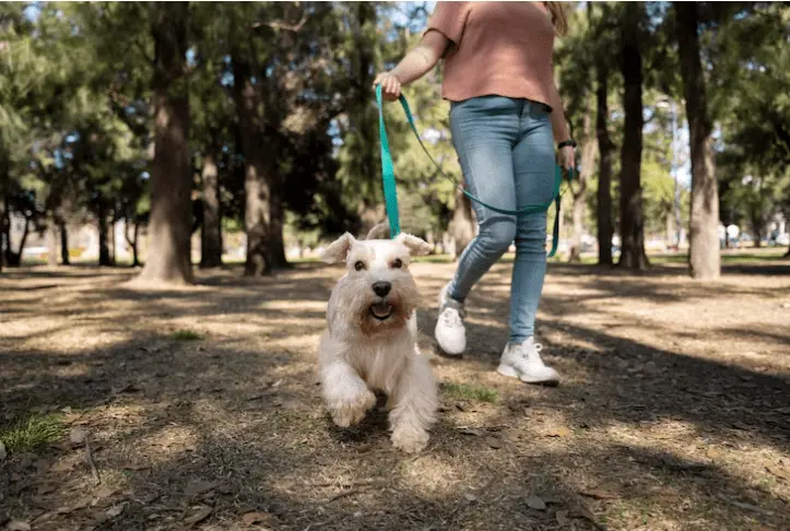 Consejos para el Cuidado de tus Mascotas — Casas en Valladolid