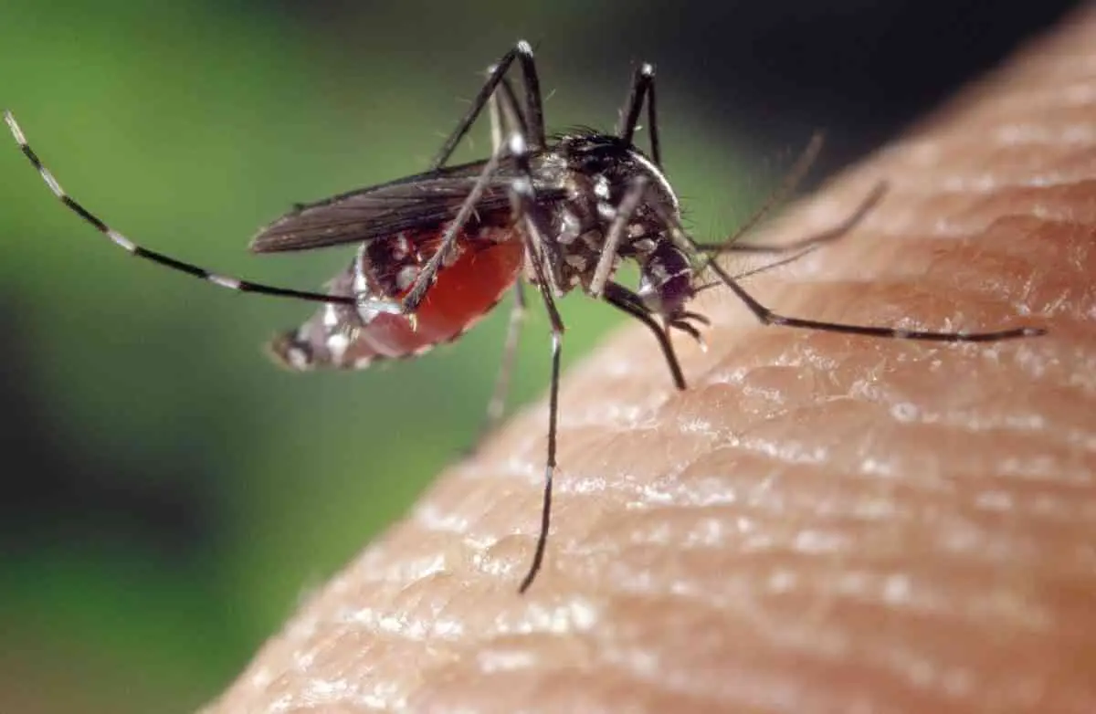 Mantén a los mosquitos fuera de casa 