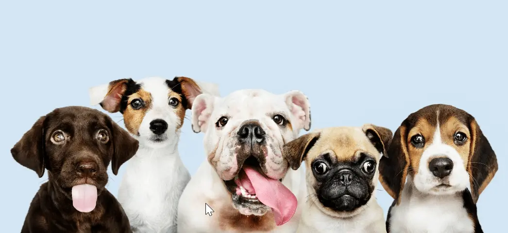 Consejos para el Cuidado de tus Mascotas — Casas en Valladolid
