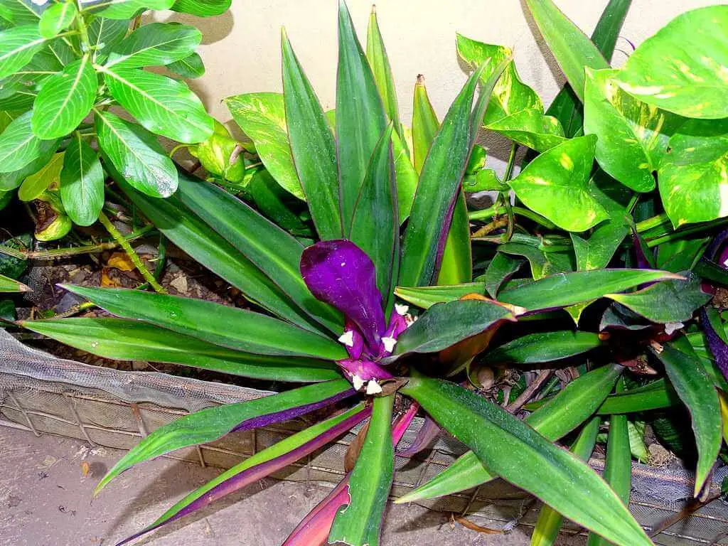 magueyito morado