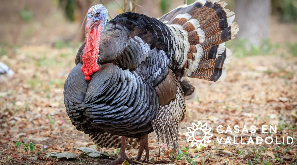 El pavo en la cultura yucateca: tradición, sabor e identidad — Casas en Valladolid