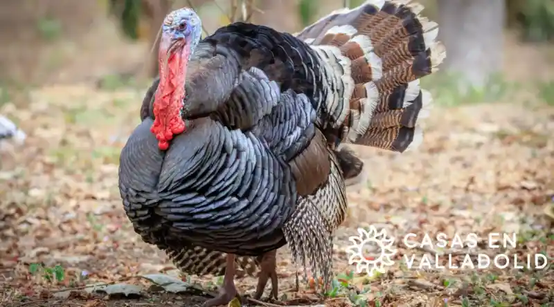 El pavo en la cultura yucateca: tradición, sabor e identidad