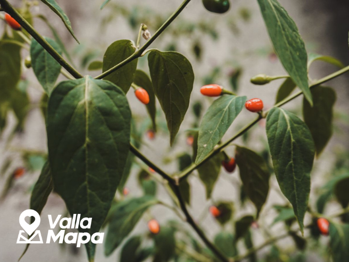 Chile Max: ingrediente de la gastronomía yucateca