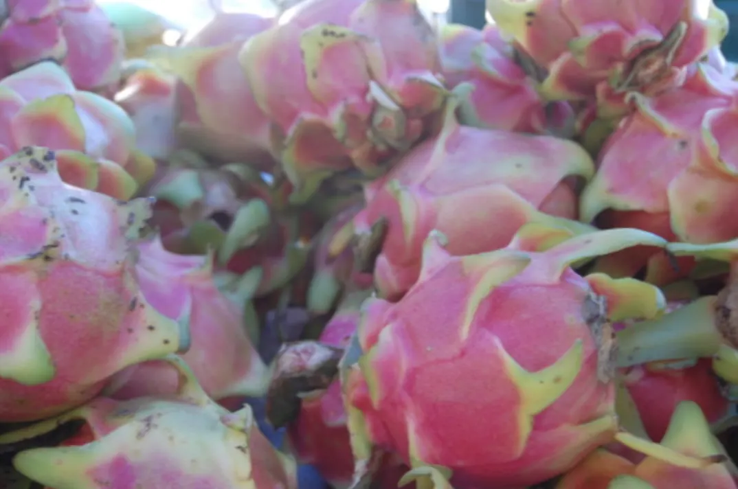 Fruits of the Yucatan