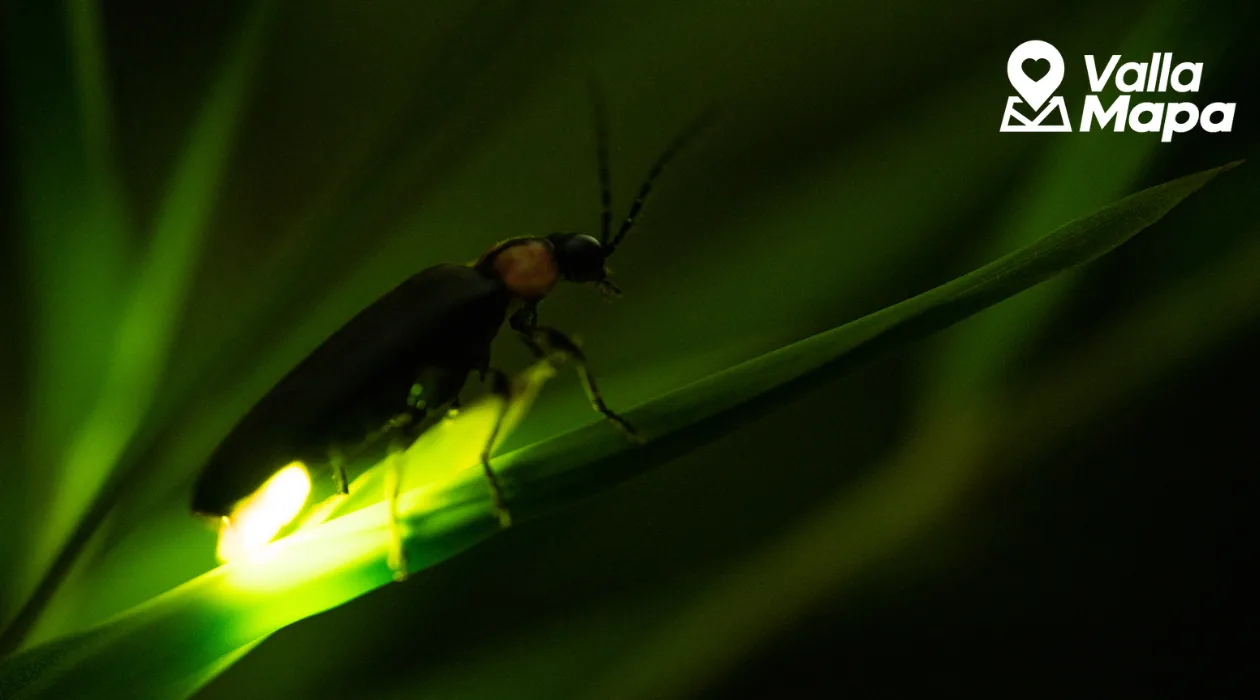 Firefly glowing on a leaf near Valladolid, Yucatan