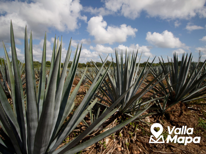 Destilería de Agave Mayapán en Valladolid