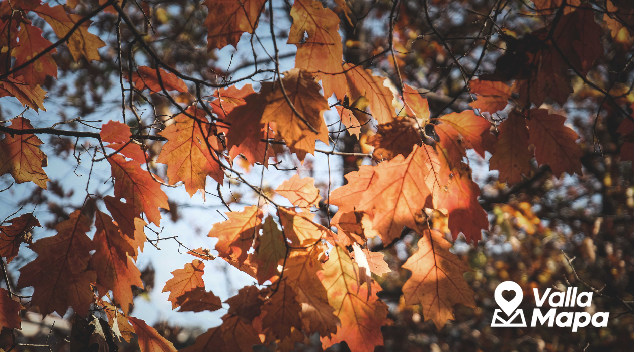 Otoño en Valladolid: rincones que se vuelven mágicos con el cambio de clima