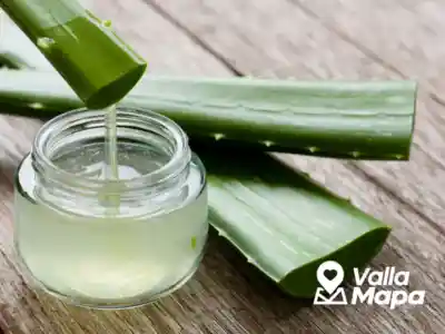 Planta de sábila en un patio yucateco usada como referencia de vida local y cuidado del calor