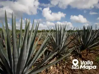 Agave y botellas de destilado en la Destilería Mayapán cerca de Valladolid